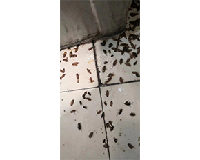 蚌埠灭蟑螂
